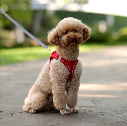 correa de arnés para perros pequeños